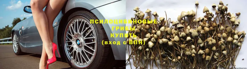 где купить   Туринск  Галлюциногенные грибы Psilocybe 